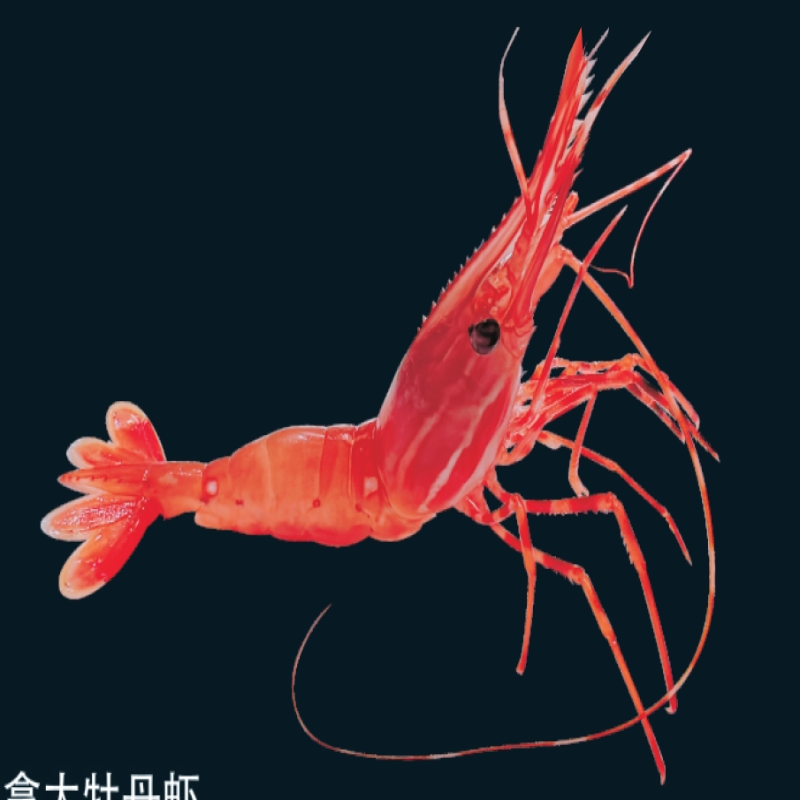 加拿大牡丹虾