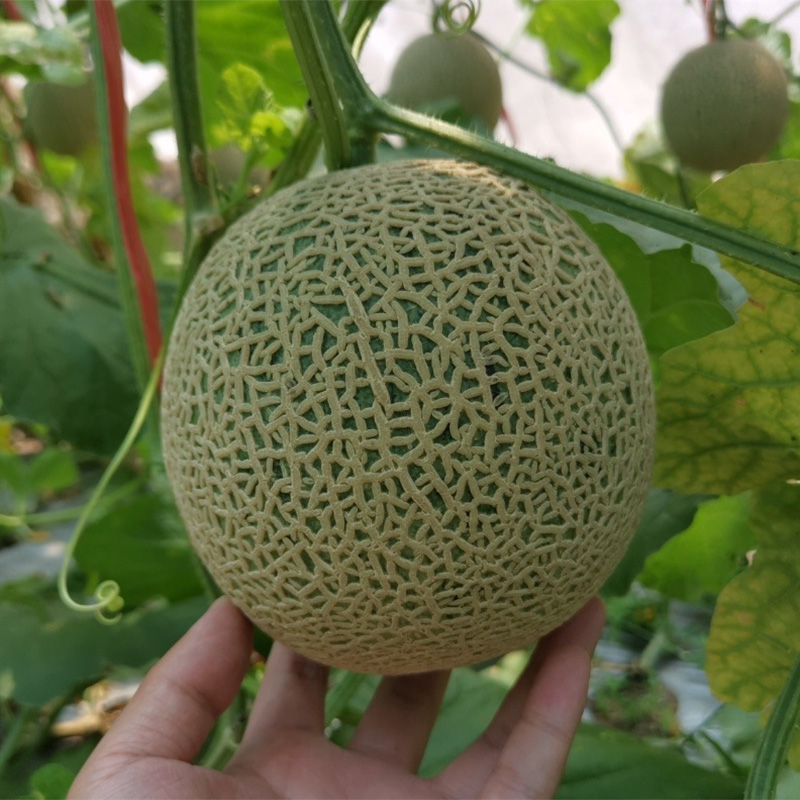 牛3蜜瓜 玲珑瓜 哈密瓜 新鲜水果 生鲜特产